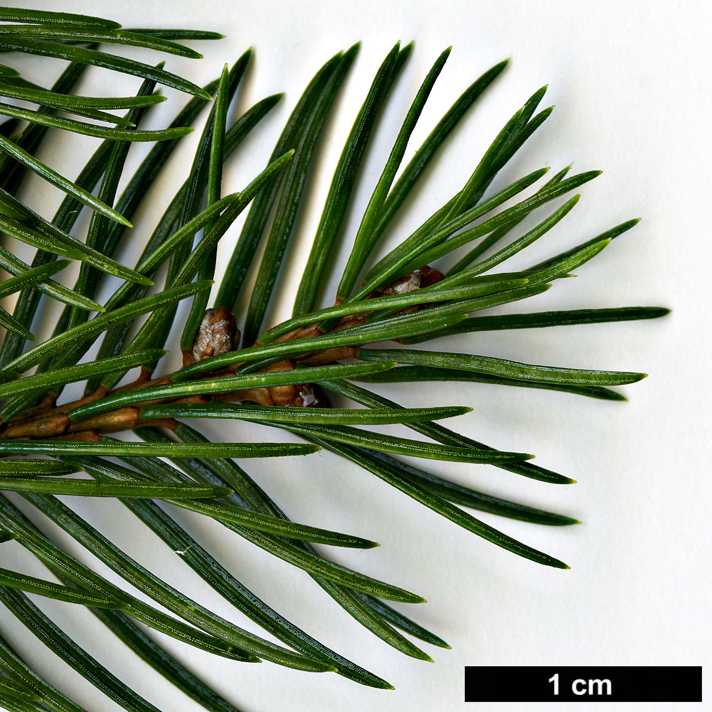 High resolution image: Family: Pinaceae - Genus: Picea - Taxon: alcoquiana - SpeciesSub: var. acicularis